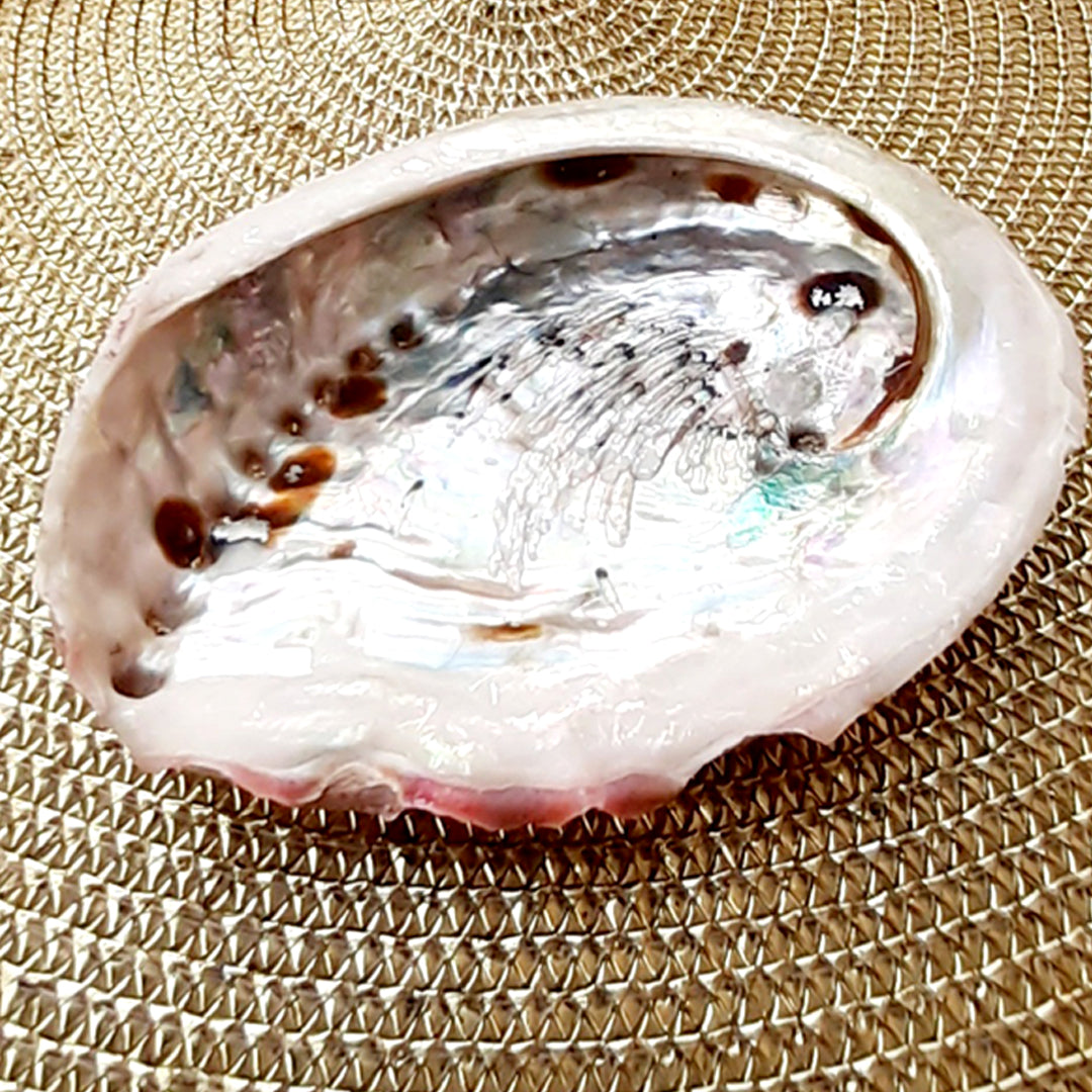 Abalone Muschel zum Räuchern oder als Deko
